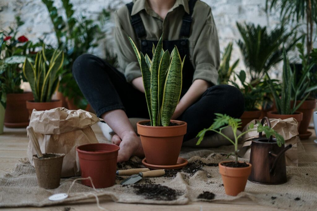 Common Plant Care Mistakes and How to Avoid Them