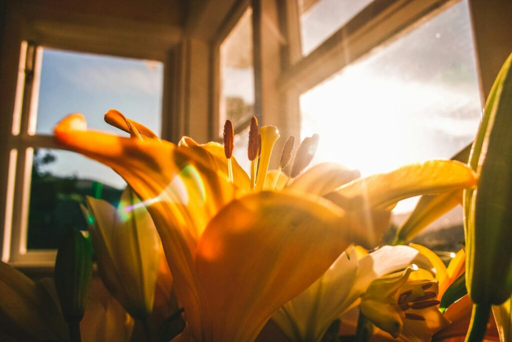 The Ultimate Guide to Sunlight and Shade for Garden Success